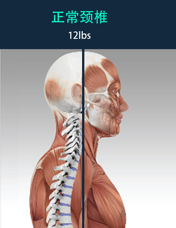 Anatomy for web 1