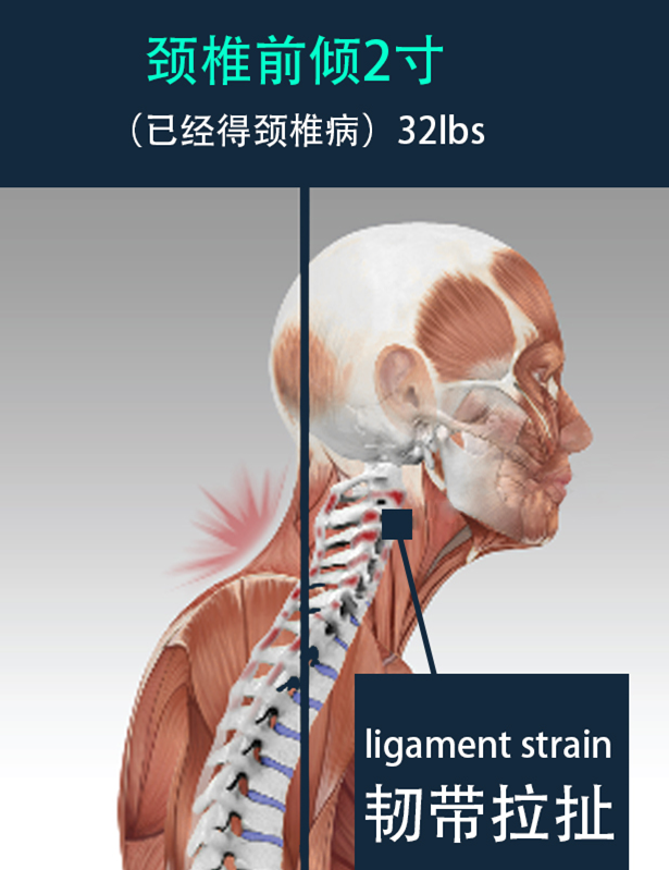 Anatomy for web 2